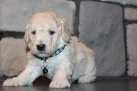 Jax, a male Poodle - Miniature  for sale in Massillon, OH – 5 of 6