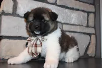 AKC Teddy, a male Akita for sale in Massillon, OH – 9 of 9