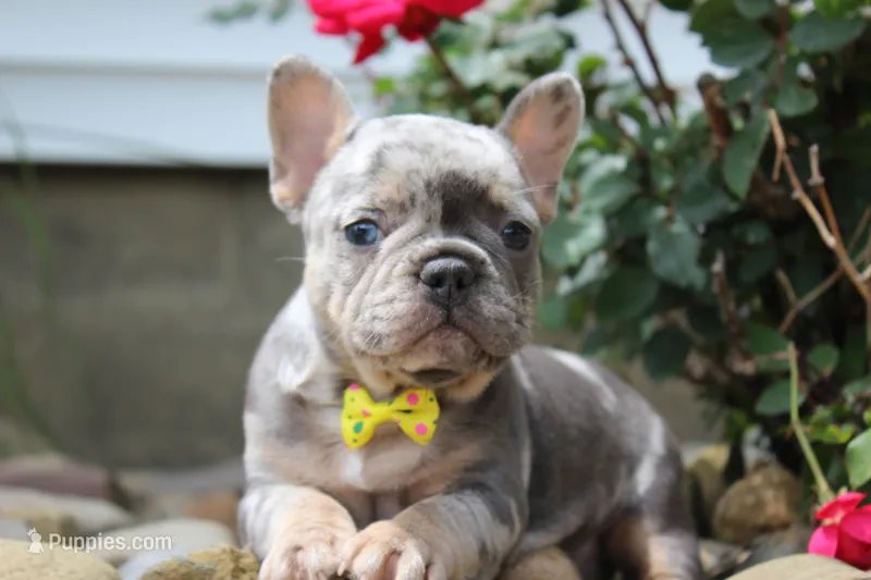 AKC Bella – French Bulldog puppy for sale in Massillon, OH