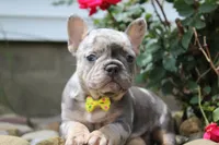AKC Bella, a female French Bulldog for sale in Massillon, OH – 1 of 9