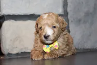Akc Harper, a female Poodle - Miniature  for sale in Massillon, OH – 2 of 6
