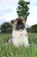 Akc Kuna, a female Akita for sale in Massillon, OH – 3 of 5