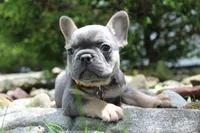 AKC Jack, a male French Bulldog for sale in Massillon, OH – 2 of 10