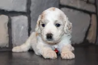 AKC Lucy, a female Miniature Goldendoodle for sale in Massillon, OH – 3 of 10