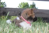 AKC Sadie, a female Akita for sale in Massillon, OH – 3 of 6