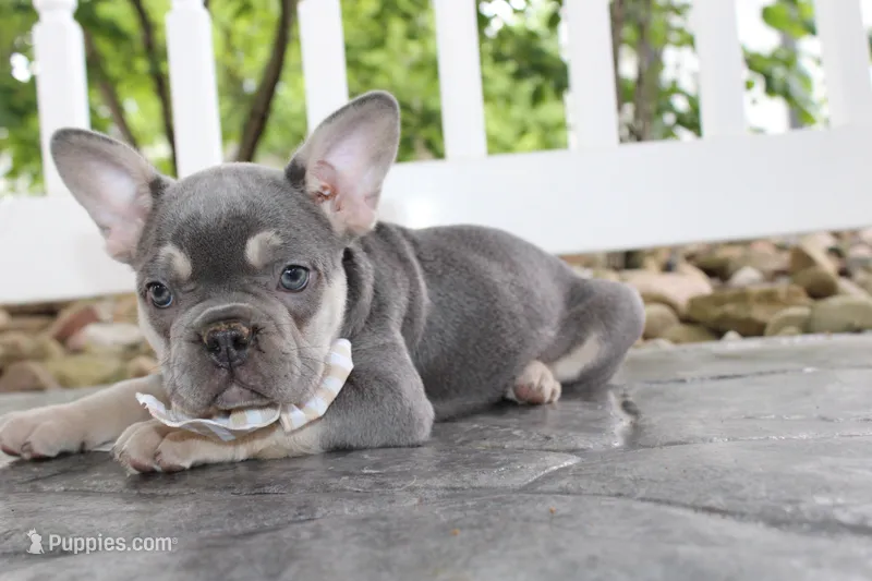 Akc Harper – French Bulldog puppy for sale in Massillon, OH