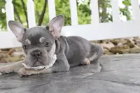 Akc Harper, a female French Bulldog for sale in Massillon, OH – 1 of 5