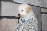 Mini Sadie, a female Miniature Goldendoodle for sale in Massillon, OH – 6 of 6