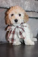 AKC Ojji, a male Poodle - Miniature  for sale in Massillon, OH – Photo 6 of 8