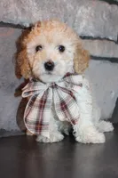 AKC Ojji, a male Poodle - Miniature  for sale in Massillon, OH – Photo 5 of 8