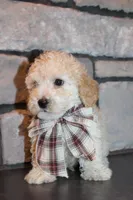 AKC Ojji, a male Poodle - Miniature  for sale in Massillon, OH – Photo 8 of 8