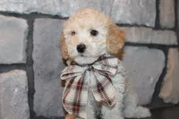 AKC Ojji, a male Poodle - Miniature  for sale in Massillon, OH – Photo 3 of 8