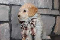 AKC Ojji, a male Poodle - Miniature  for sale in Massillon, OH – Photo 7 of 8