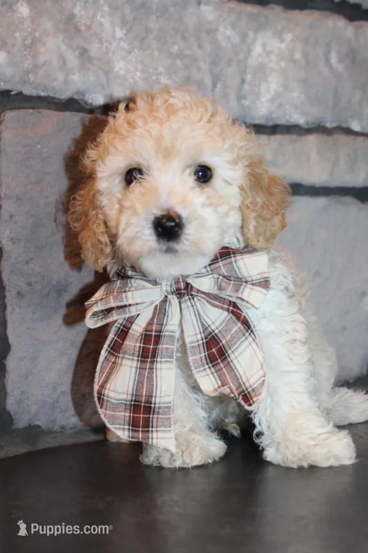 AKC Ojji – Poodle - Miniature  puppy for sale in Massillon, OH