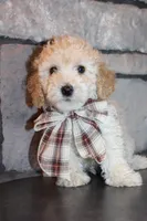 AKC Ojji, a male Poodle - Miniature  for sale in Massillon, OH – Photo 1 of 8