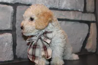 AKC Ojji, a male Poodle - Miniature  for sale in Massillon, OH – Photo 4 of 8