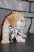 AKC Ojji, a male Poodle - Miniature  for sale in Massillon, OH – Photo 2 of 8
