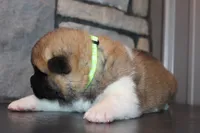 AKC Milo, a male Akita for sale in Massillon, OH – 5 of 10