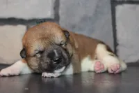 AKC Bear, a male Akita for sale in Massillon, OH – 2 of 6