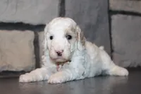 Akc Jenna, a female Poodle - Miniature  for sale in Massillon, OH – 6 of 6