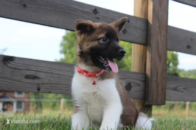 AKC Sadie – Akita puppy for sale in Massillon, OH
