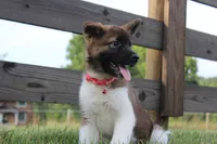 AKC Sadie, a female Akita for sale in Massillon, OH – 1 of 6