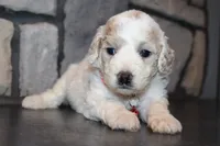 AKC Lucy, a female Miniature Goldendoodle for sale in Massillon, OH – 6 of 10