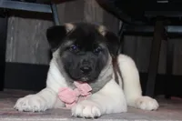 AKC Molly , a female Akita for sale in Massillon, OH – 5 of 9