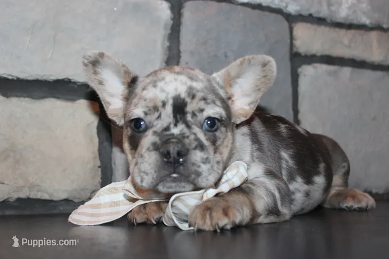 AKC Fifi, a female French Bulldog for sale in Massillon, OH – 1 of 7