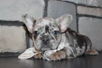 AKC Fifi, a female French Bulldog for sale in Massillon, OH – 1 of 7