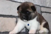 AKC Huey, a male Akita for sale in Massillon, OH – Photo 3 of 8