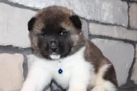 AKC Huey, a male Akita for sale in Massillon, OH – Photo 1 of 8