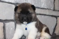 AKC Huey, a male Akita for sale in Massillon, OH – Photo 7 of 8