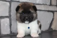 AKC Huey, a male Akita for sale in Massillon, OH – Photo 2 of 8