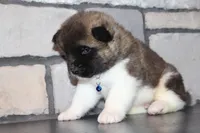 AKC Huey, a male Akita for sale in Massillon, OH – Photo 5 of 8