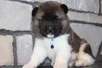 AKC Huey, a male Akita for sale in Massillon, OH – Photo 6 of 8