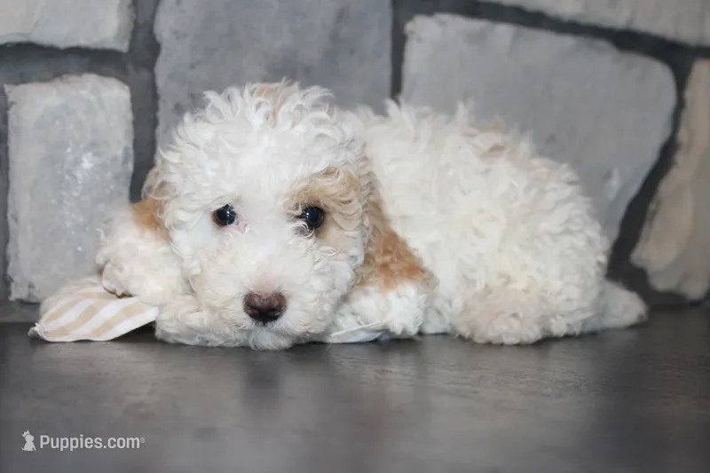 Akc Jenna – Poodle - Miniature  puppy for sale in Massillon, OH
