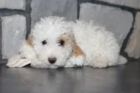 Akc Jenna, a female Poodle - Miniature  for sale in Massillon, OH – 1 of 9