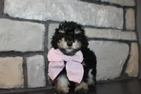 AKC Lucy, a female Poodle - Miniature  for sale in Massillon, OH – Photo 5 of 9