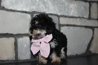 AKC Lucy, a female Poodle - Miniature  for sale in Massillon, OH – Photo 6 of 9