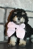 AKC Lucy, a female Poodle - Miniature  for sale in Massillon, OH – Photo 2 of 9