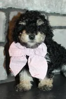 AKC Lucy, a female Poodle - Miniature  for sale in Massillon, OH – Photo 3 of 9