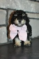 AKC Lucy, a female Poodle - Miniature  for sale in Massillon, OH – Photo 4 of 9