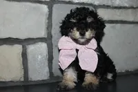 AKC Lucy, a female Poodle - Miniature  for sale in Massillon, OH – Photo 8 of 9