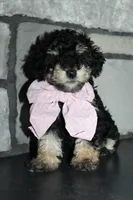 AKC Lucy, a female Poodle - Miniature  for sale in Massillon, OH – Photo 7 of 9