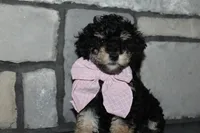 AKC Lucy, a female Poodle - Miniature  for sale in Massillon, OH – Photo 9 of 9