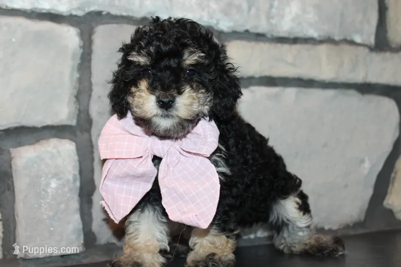 AKC Lucy – Poodle - Miniature  puppy for sale in Massillon, OH