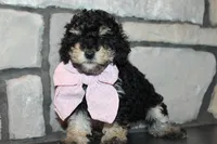 AKC Lucy, a female Poodle - Miniature  for sale in Massillon, OH – Photo 1 of 9