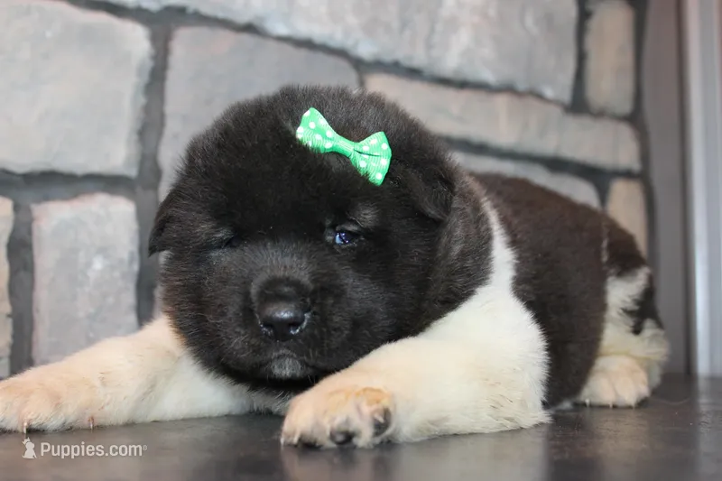 AKC Deisel – Akita puppy on hold in Massillon, OH