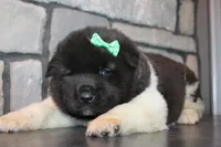 AKC Deisel, a male Akita for sale in Massillon, OH – Photo 1 of 4